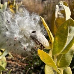 Davis Showy Milkweed -High country gradens asclepias speciosa pod daviswwg