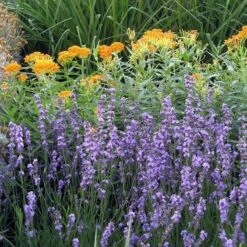 Sharon Roberts English Lavender -High country gradens asclepias western gold mix lavandula angust sharon roberts 1