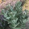 Davis Showy Milkweed -High country gradens asclepias speciosa davis whole plant 1 2