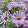 Raydon's Favorite Aromatic Aster -High country gradens ast oblo raydonsfavorite northcreek nurseries cropped
