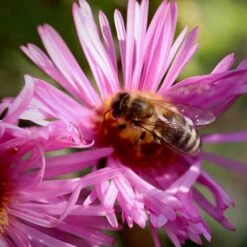 Honeysong Pink New England Aster -High country gradens aster honeysong pink bee