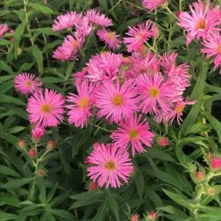 Honeysong Pink New England Aster -High country gradens aster honeysong pink closeup