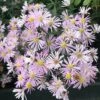Dream Of Beauty Aromatic Aster