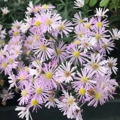Superstar Aster Collection -High country gradens aster oblongifolius dream of beauty close up cropped 1