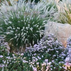Dream Of Beauty Aromatic Aster -High country gradens aster oblongifolius dream of beauty garden2