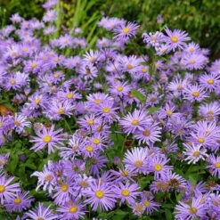 Monch Frikart's Aster -High country gradens aster x frikartii m nch flowers garden