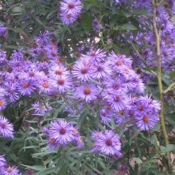 High country gradens -High country gradens aster novi belgii professor kippenberg 2 web