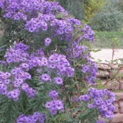 Professor Kippenberg New York Aster -High country gradens aster novi belgii professor kippenberg web
