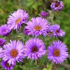 Summer Dreams Pre-Planned Garden -High country gradens aster purple dome close up cropped 1
