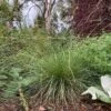 Atlas Fescue Grass -High country gradens atlas fescue 1
