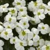 Axcent™ White Aubrieta -High country gradens aubrieta axcent white 1