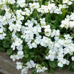 Axcent™ White Aubrieta -High country gradens aubrieta axcent white 3