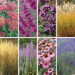 August Afternoons Pre-Planned Garden -High country gradens august afternoons 9 19 25