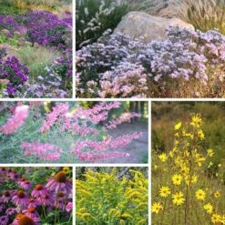 Autumn Magic Pollinator Collection -High country gradens autumn magic pollinator collage8 25 25