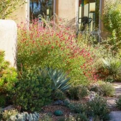 Furman's Red Texas Salvia -High country gradens ava salman nm 6999.sq