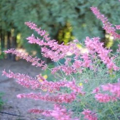 August Afternoons Pre-Planned Garden -High country gradens ava agastache sq