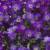 Axcent™ Deep Purple Aubrieta -High country gradens axcent deep purple rock cress 1
