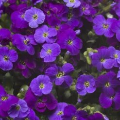 High country gradens -High country gradens axcent deep purple rock cress 2