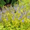 Aztec Gold Veronica -High country gradens aztec gold veronica 1 2