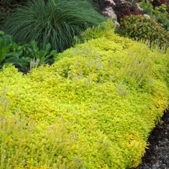 Aztec Gold Veronica -High country gradens aztec gold veronica 3