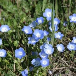 Alternative Lawn Wildflower Seed Mix -High country gradens baby blue eyes 1