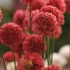 Ballerina Red Armeria -High country gradens ballerina red armeria 1