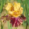 Ziggy Reblooming Bearded Iris -High country gradens bearded iris ziggy cropped