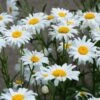 Becky Shasta Daisy -High country gradens becky shasta daisy 1