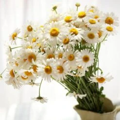 Becky Shasta Daisy -High country gradens becky shasta daisy 4