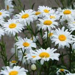 Blowin' In The Wind Collection -High country gradens becky shasta daisy square