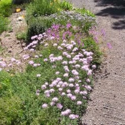 Bellina Pink Cornflower -High country gradens bella pink cornflower credit plant select 2