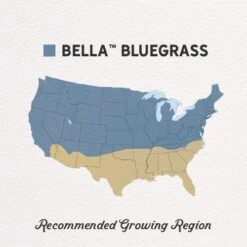 Bella™ Bluegrass Grass Plugs -High country gradens bella bluegrass gph regions