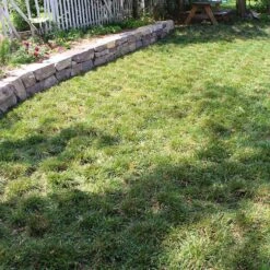 Bella™ Bluegrass Grass Plugs -High country gradens bella bluegrass sq