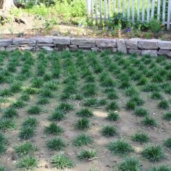 Bella™ Bluegrass Grass Plugs -High country gradens bella bluegrass sq1