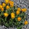 Yellow Flowered Ice Plant (Bergeranthus) -High country gradens bergeranthus vespertinus ice plant