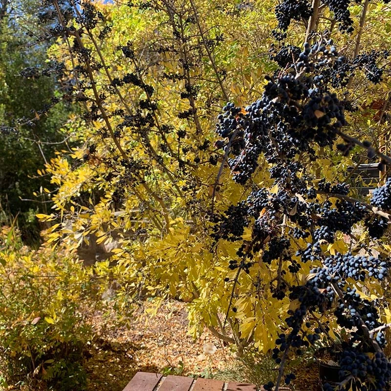 Berry Girl New Mexico Privet 8 Berry Girl New Mexico Privet - Image 6