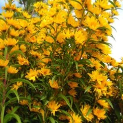 Habitat Hero Birdwatcher Pre-Planned Garden -High country gradens betty griffith maximiliana sunflower