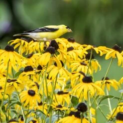 Goldsturm Black Eyed Susan -High country gradens bird rudbeckia goldsturm web 2