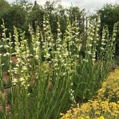 Blanca Peak™ Rocky Mountain Penstemon -High country gradens blanca peak rocky mountain penstemon beardtongue garden