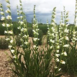Blanca Peak™ Rocky Mountain Penstemon -High country gradens blanca peak rocky mountain penstemon garden jameson coopman 1