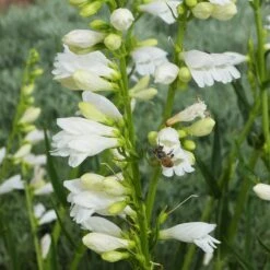Blanca Peak™ Rocky Mountain Penstemon -High country gradens blanca peak rocky mountain penstemon strictus albus honeybee