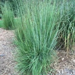 Blaze Little Bluestem Grass -High country gradens blaze little bluestem credit hoffmannursery