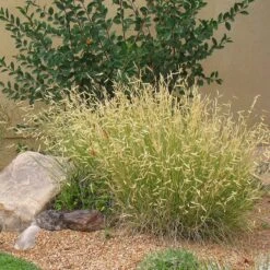 Plant Select® Waterwise Perennial Collection 15 Plant Select® Waterwise Perennial Collection -High country gradens blonde ambition cropped 2