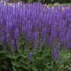Blue By You Salvia 2 Blue By You Salvia -High country gradens blue by you meadow sage 1