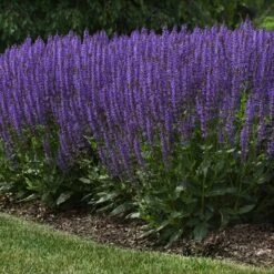 Blue By You Salvia 9 Blue By You Salvia -High country gradens blue by you meadow sage 4