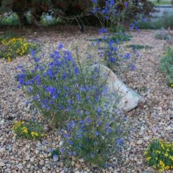 Appar Blue Flax (Linum) -High country gradens blue flax appar mueller kendrick lake