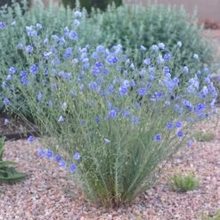 Appar Blue Flax (Linum) -High country gradens blue flax appar pr