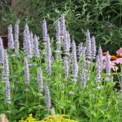 Summer Dreams Pre-Planned Garden -High country gradens blue fortune agastache