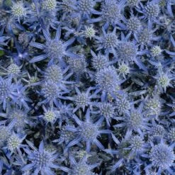 Blue Glitter Sea Holly (Eryngium) 10 Blue Glitter Sea Holly (Eryngium) -High country gradens blue glitter sea holly 2