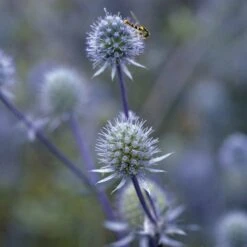 Blue Glitter Sea Holly (Eryngium) 9 Blue Glitter Sea Holly (Eryngium) -High country gradens blue glitter sea holly